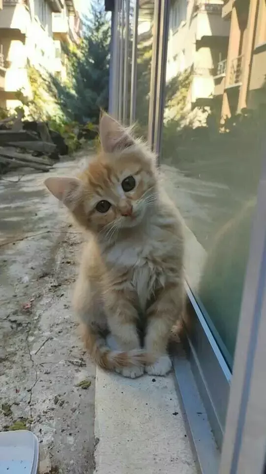 Billi Ka Rasta Katna: बिल्ली का रास्ता काटना क्या सच में होता है अशुभ?