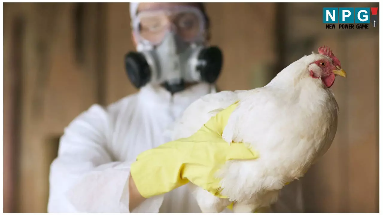 CG Bird Flu Case: छत्तीसगढ़ में हुई बर्ड फ्लू की पुष्टि CG Bird Flu Case: छत्तीसगढ़ में हुई बर्ड फ्लू की पुष्टि