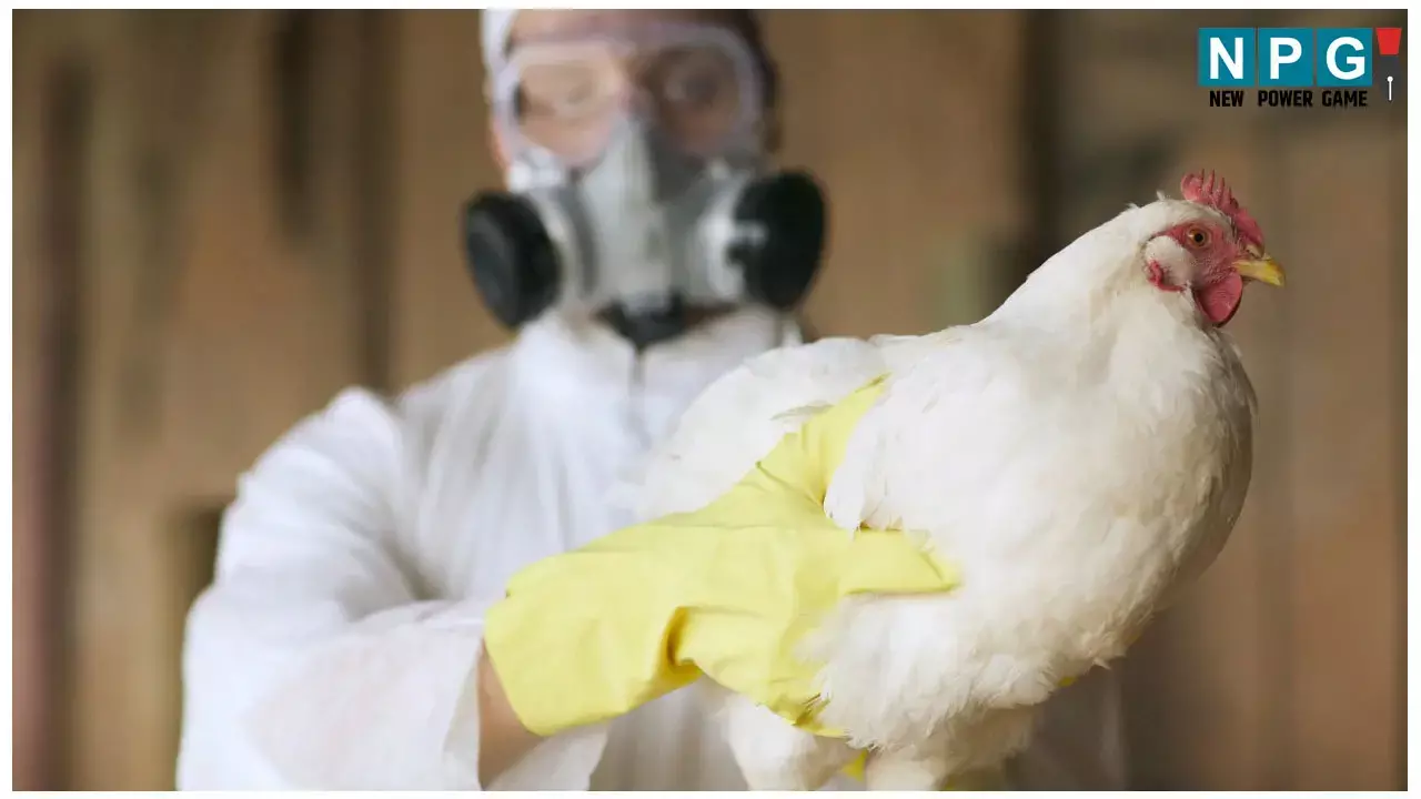 CG Bird Flu Case: छत्तीसगढ़ में हुई बर्ड फ्लू की पुष्टि, इस जिले से मुर्गियां और अंडे लाने पर लगी रोक, दिए ये निर्देश CG Bird Flu Case: छत्तीसगढ़ में हुई बर्ड फ्लू की पुष्टि