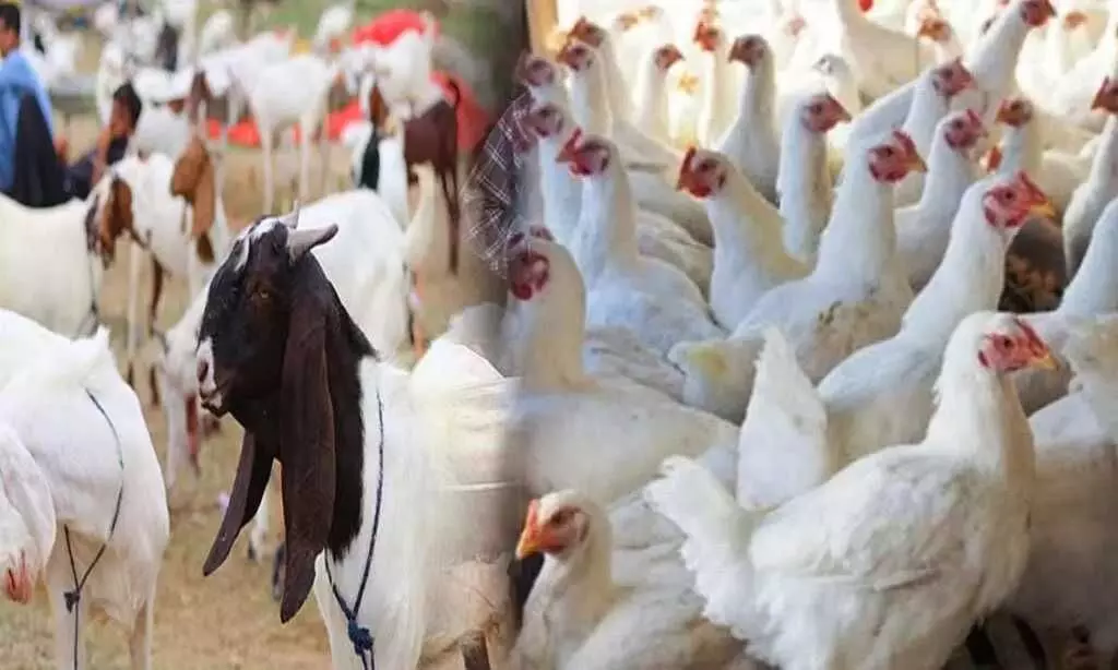 मांस-मटन पर प्रतिबंध, इस दिन नहीं खुलेंगी दुकानें,... ... Chhattisgarh Top News Today: रिश्वतखोर दो पटवारी गिरफ्तार, मांस-मटन पर प्रतिबंध... समेत देखिए दिन भर की बड़ी खबरें...