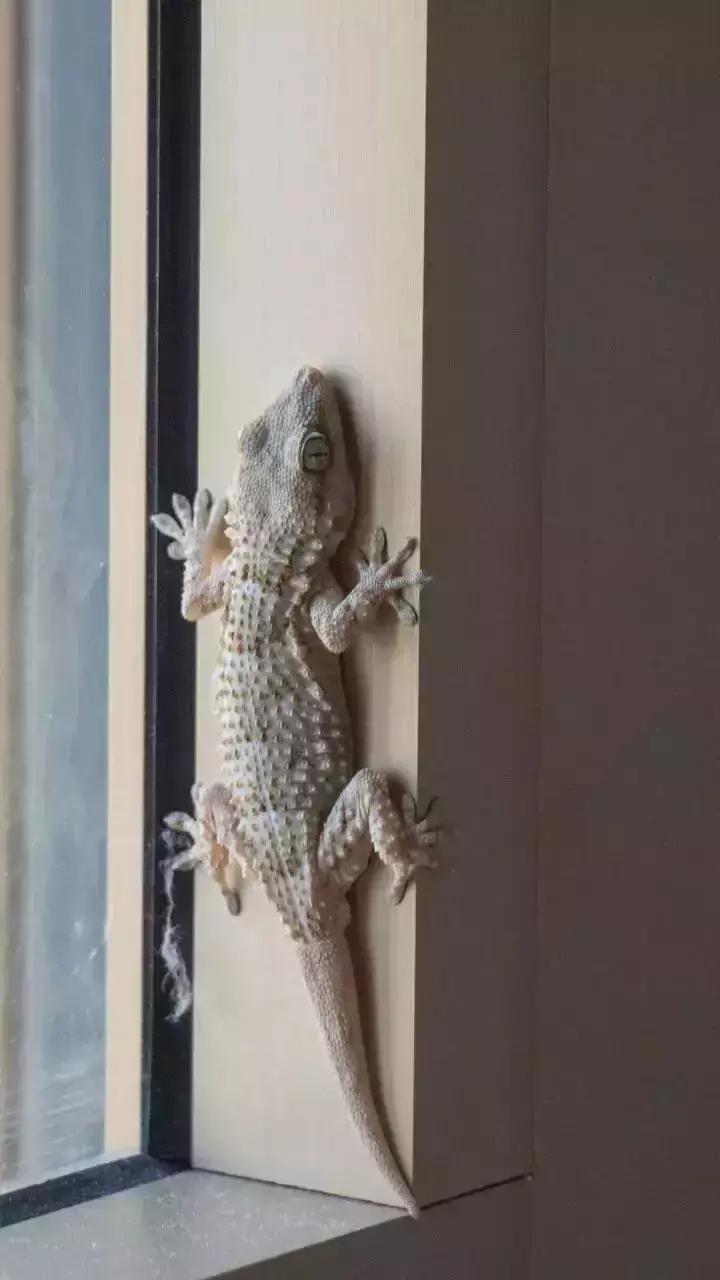Lizard Falling Meaning on Body Parts Hindi: शरीर के इस हिस्से पर छिपकली के गिरने से हो जाएंगे मालामाल