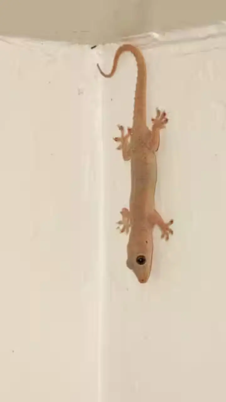 Lizard Falling Meaning on Body Parts Hindi: शरीर के इस हिस्से पर छिपकली के गिरने से हो जाएंगे मालामाल