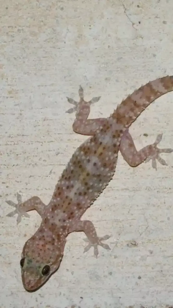 Lizard Falling Meaning on Body Parts Hindi: शरीर के इस हिस्से पर छिपकली के गिरने से हो जाएंगे मालामाल