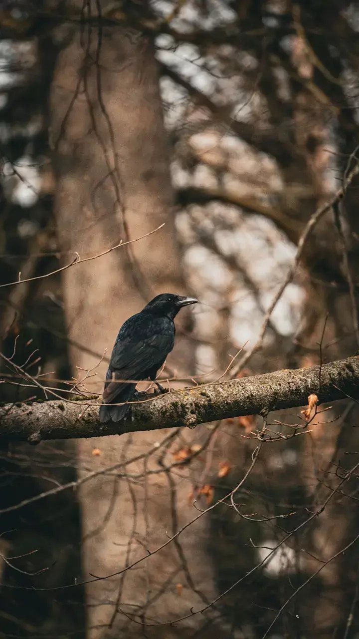 Shakun Shastra: कौवे  के इन संकेतों से समझ जाएं बदलने वाला है भाग्य, जानें कैसे करें पहचान