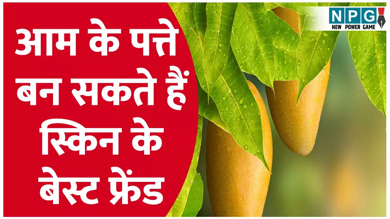 Benefits of Mango Leaves for Skin Hindi: गर्मियों में आम के पत्ते बन सकते हैं आपकी स्किन के बेस्ट फ्रेंड, जानिए कैसे
