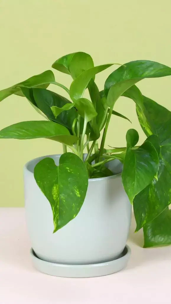 Vastu Tips For Money Plant: क्या सच में मनी प्लांट चोरी करके लगाना शुभ होता है? जानें क्या कहता है वास्तु शास्त्र