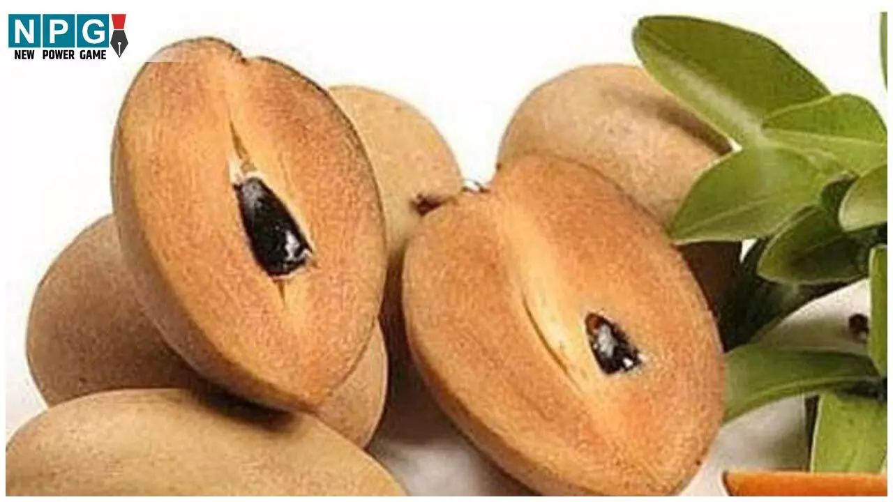 Chiku Khane Ke Fayde: गर्मियों में बेहतर पाचन और एनर्जी की गारंटी है चीकू, जानिए कमाल के फायदे... Chiku Khane Ke Fayde: गर्मियों में बेहतर पाचन और एनर्जी की गारंटी है चीकू, जानिए कमाल के फायदे...