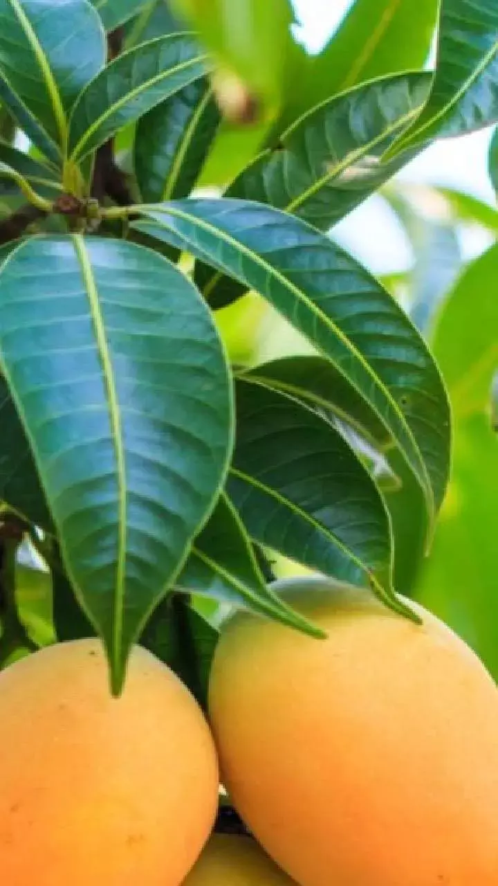 Benefits of Mango Leaves for Skin Hindi: गर्मियों में स्किन की देखभाल के लिए आज़माएं आम के पत्ते, होंगे कमाल के फायदे!