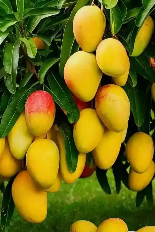 Aam Khane Ke Fayde: आम खाने के ये खास फायदे नहीं जानते होंगे आप