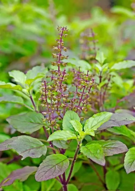 Vastu Tips For Tulsi: घर में नहीं टिकता पैसा तो सूखे तुलसी से करें ये उपाय, मां लक्ष्मी की बरसेगी कृपा