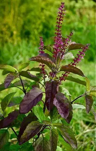 Vastu Tips For Tulsi: घर में नहीं टिकता पैसा तो सूखे तुलसी से करें ये उपाय, मां लक्ष्मी की बरसेगी कृपा
