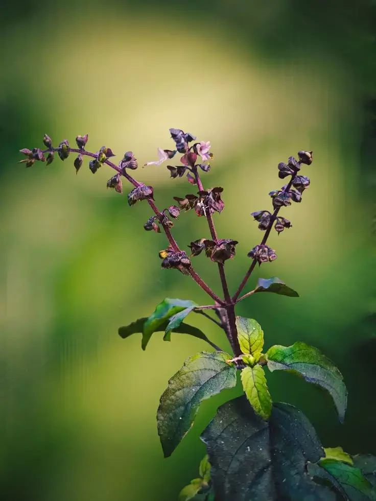 Vastu Tips For Tulsi: घर में नहीं टिकता पैसा तो सूखे तुलसी से करें ये उपाय, मां लक्ष्मी की बरसेगी कृपा