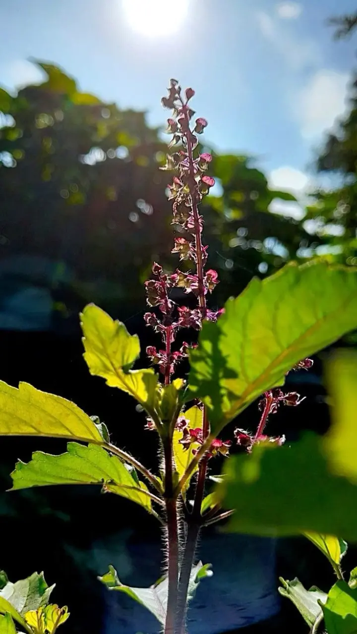 Vastu Tips For Tulsi: घर में नहीं टिकता पैसा तो सूखे तुलसी से करें ये उपाय, मां लक्ष्मी की बरसेगी कृपा