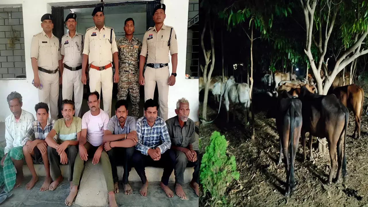 Raigarh News: तस्करी कर ले जा रहे थे 98 मवेशी: सात तस्कर पहुंच गए जेल...