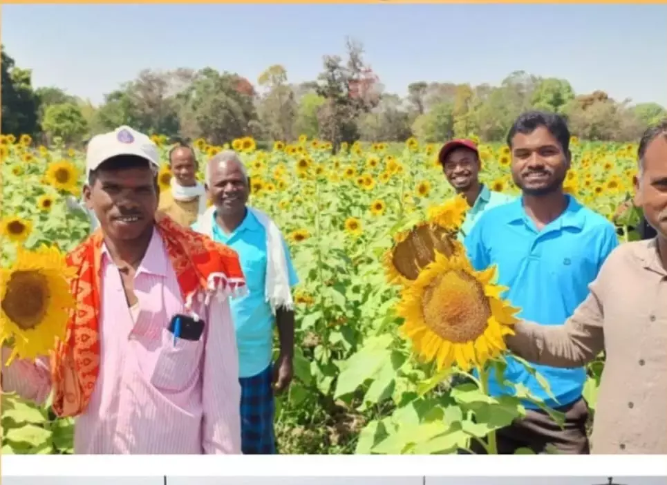 छत्तीसगढ़ में सूरजमुखी की खेती को मिली केन्द्र सरकार की सराहना, केंद्रीय कृषि मंत्रालय ने कहा- छत्तीसगढ़ में खेती का स्वर्णिम अध्याय शुरू