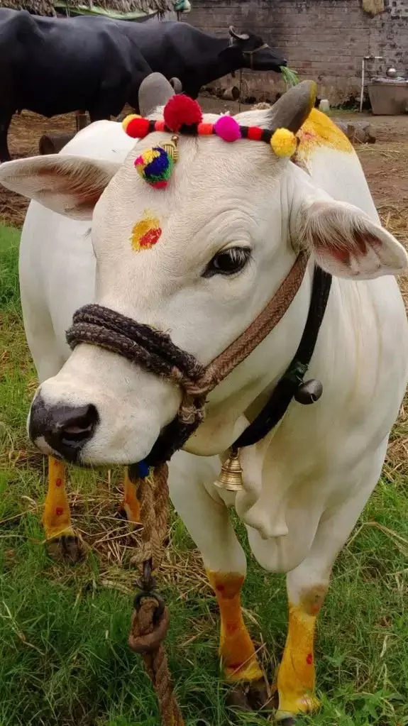 Vastu Tips For Roti: पहली रोटी गाय को क्यों खिलानी चाहिए? जान लीजिए वजह