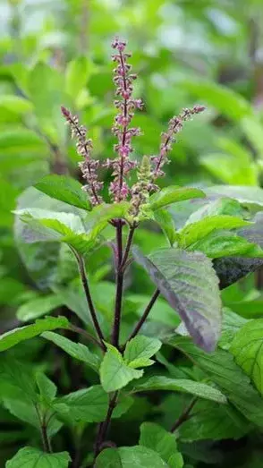 Vastu Tips For Tulsi: तुलसी का पौधा घर में किस दिशा में लगाना चाहिए?