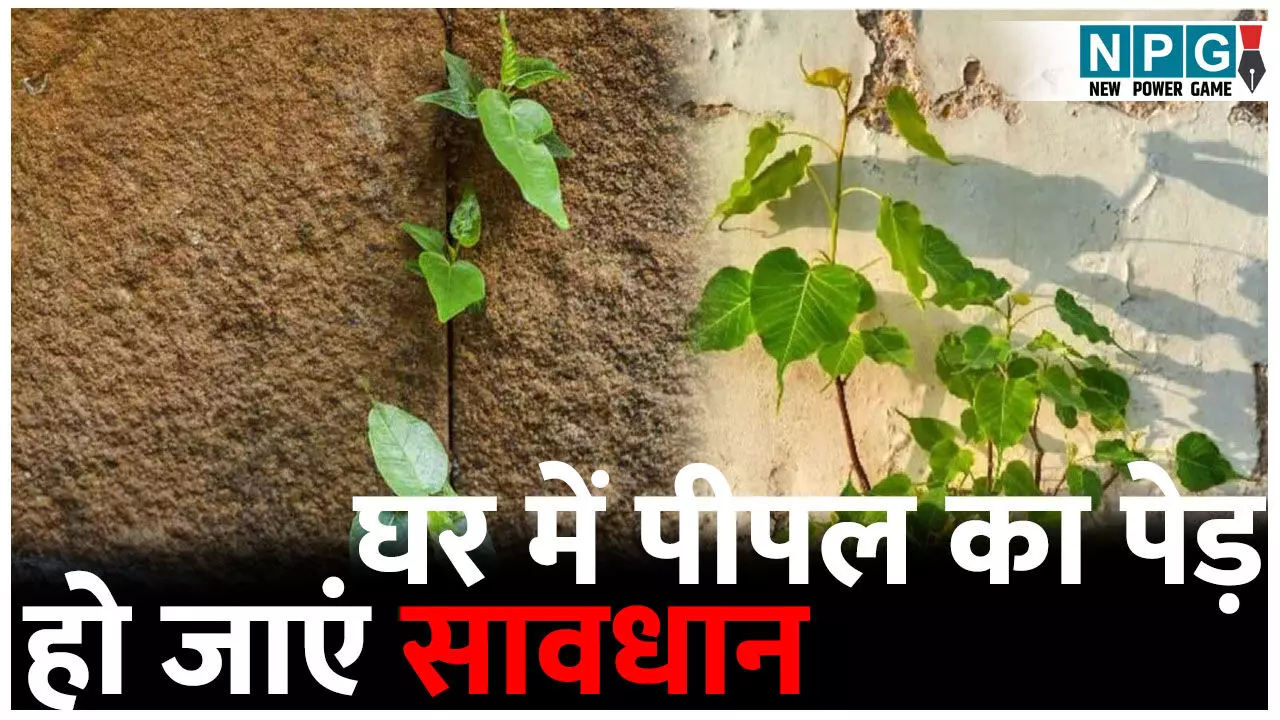 घर में अचानक उग आया पीपल का पेड़? संयोग नहीं, खतरे का हो सकता हैं संकेत