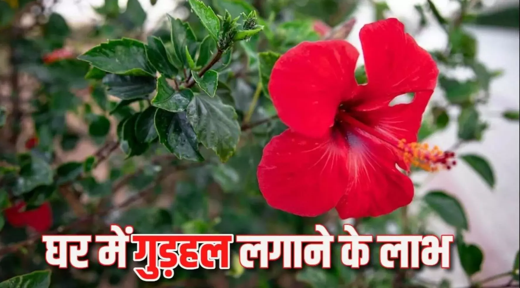 Hibiscus vastu tips: गुड़हल के फूल से करें ये 7 उपाय, घर में आएगी धनवर्षा और खुशहाली Hibiscus vastu tips: गुड़हल के फूल से करें ये 7 उपाय, घर में आएगी धनवर्षा और खुशहाली