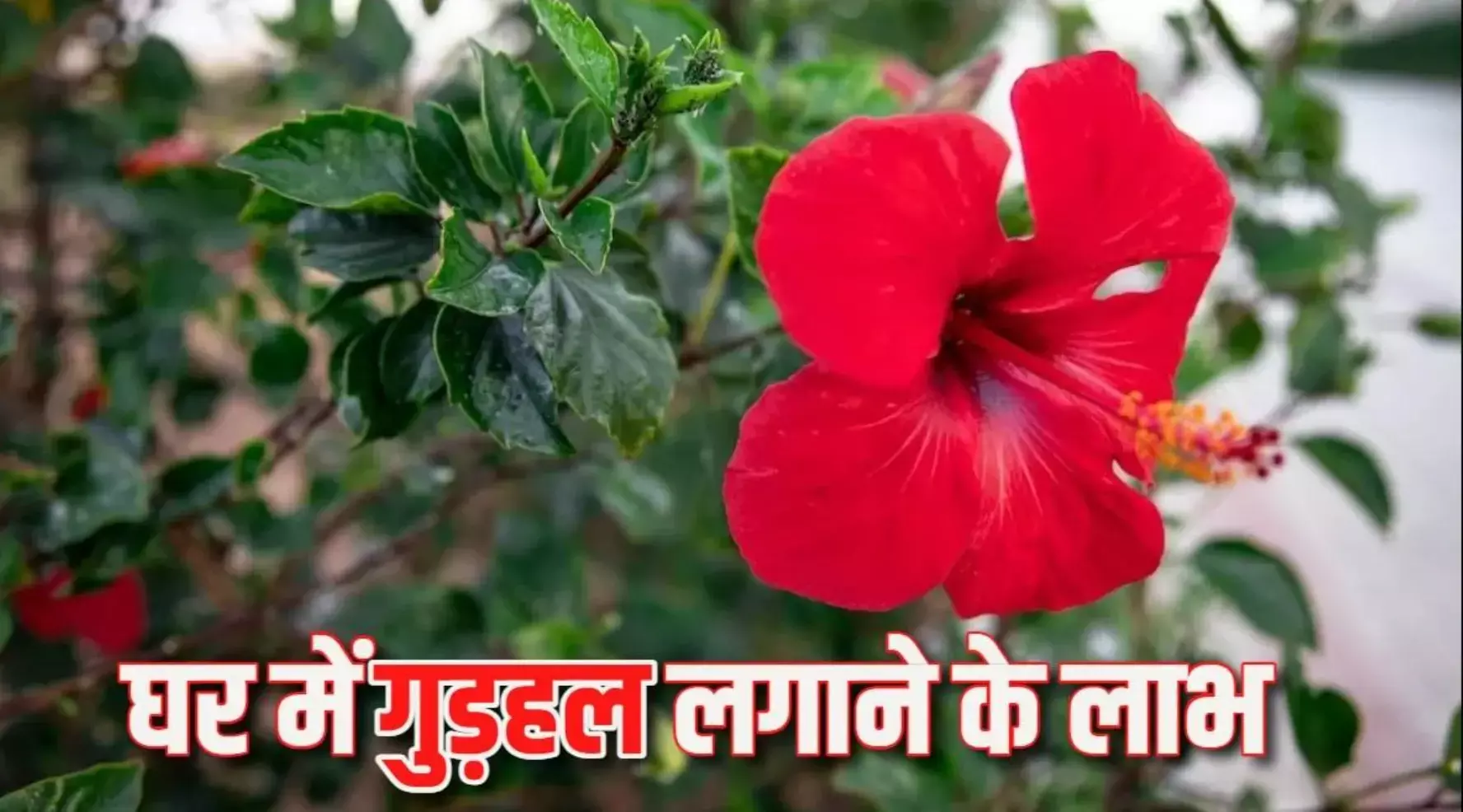 Hibiscus vastu tips: गुड़हल के फूल से करें ये 7 उपाय, घर में आएगी धनवर्षा और खुशहाली