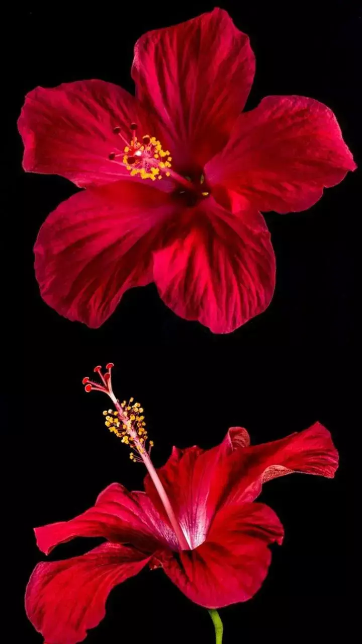 Vastu Tips: इस लाल फूल से करें ये उपाय, अपार धन का खुलेगा रास्ता