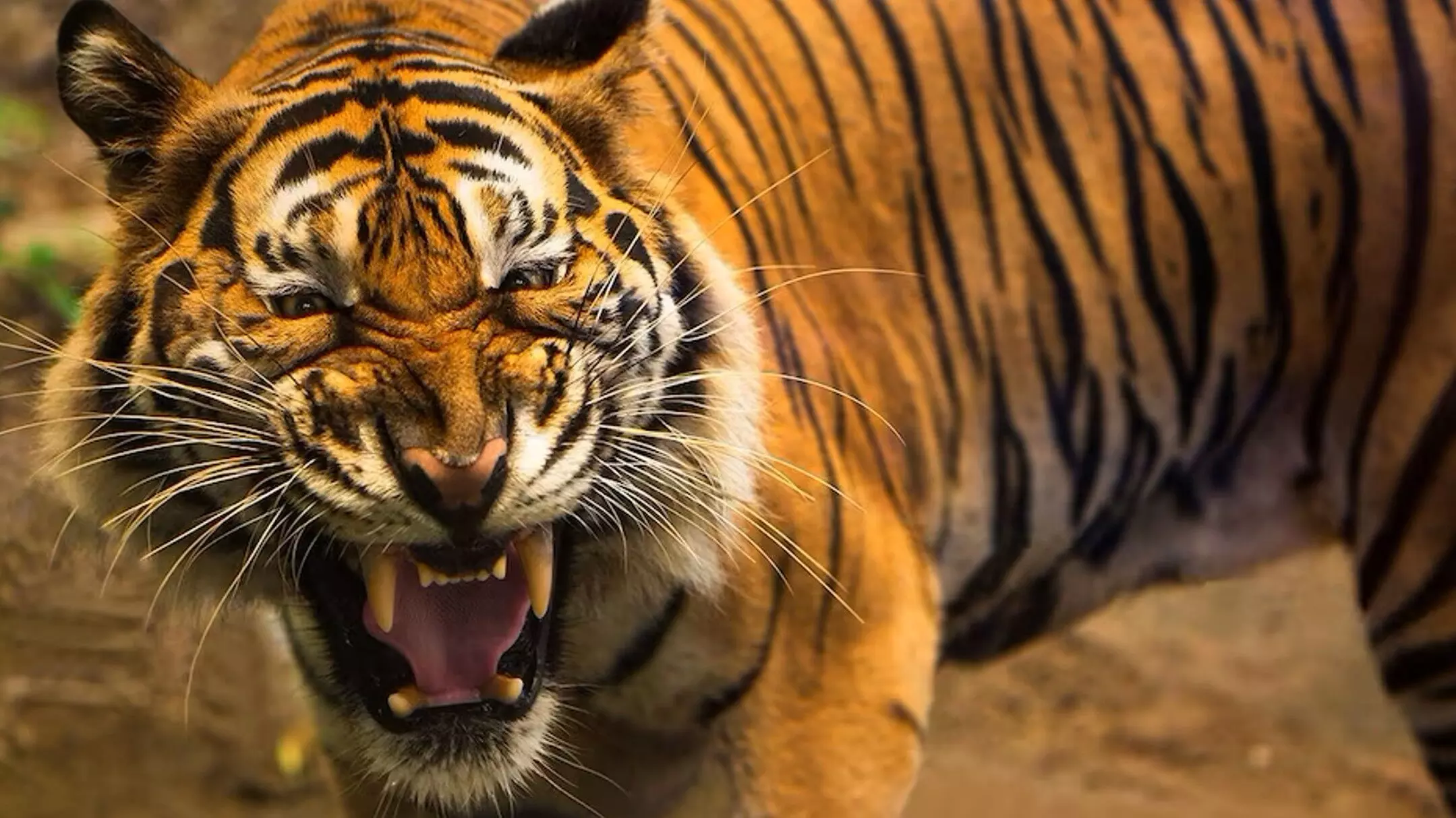 Chandrapur Bagh Hamla: चंद्रपुर में बाघ का खौफनाक हमला! एक ही हमले में तीन महिलाओं की मौत, एक घायल Chandrapur Bagh Hamla: चंद्रपुर में बाघ का खौफनाक हमला! एक ही हमले में तीन महिलाओं की मौत, एक घायल