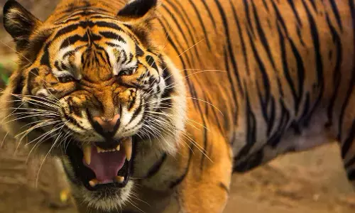 Chandrapur Bagh Hamla: चंद्रपुर में बाघ का खौफनाक हमला! एक ही हमले में तीन महिलाओं की मौत, एक घायल