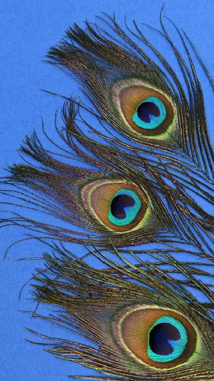 Vastu Tips: मोरपंख से ऐसे होगा धनलाभ, जानिए घर और ऑफिस में कहां रखें मोरपंख