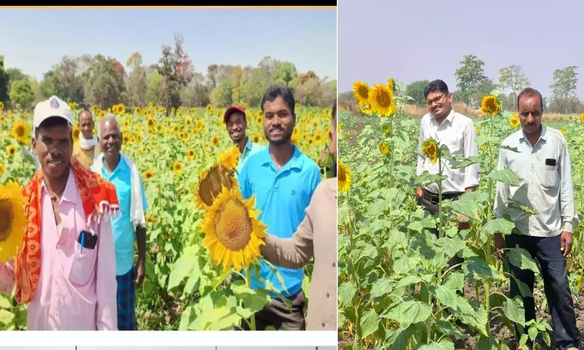 छत्तीसगढ़ में सूरजमुखी की खेती को मिली केन्द्र सरकार की सराहना, केंद्रीय कृषि मंत्रालय ने कहा- छत्तीसगढ़ में खेती का स्वर्णिम अध्याय शुरू... छत्तीसगढ़ में सूरजमुखी की खेती को मिली केन्द्र सरकार की सराहना, केंद्रीय कृषि मंत्रालय ने कहा- छत्तीसगढ़ में खेती का स्वर्णिम अध्याय शुरू...