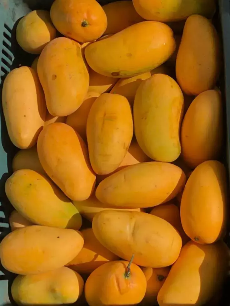 Mithe Aam Ki Pehchan Kaise Kare: आम मीठा है या नहीं बिना काटे कैसे पता करें?