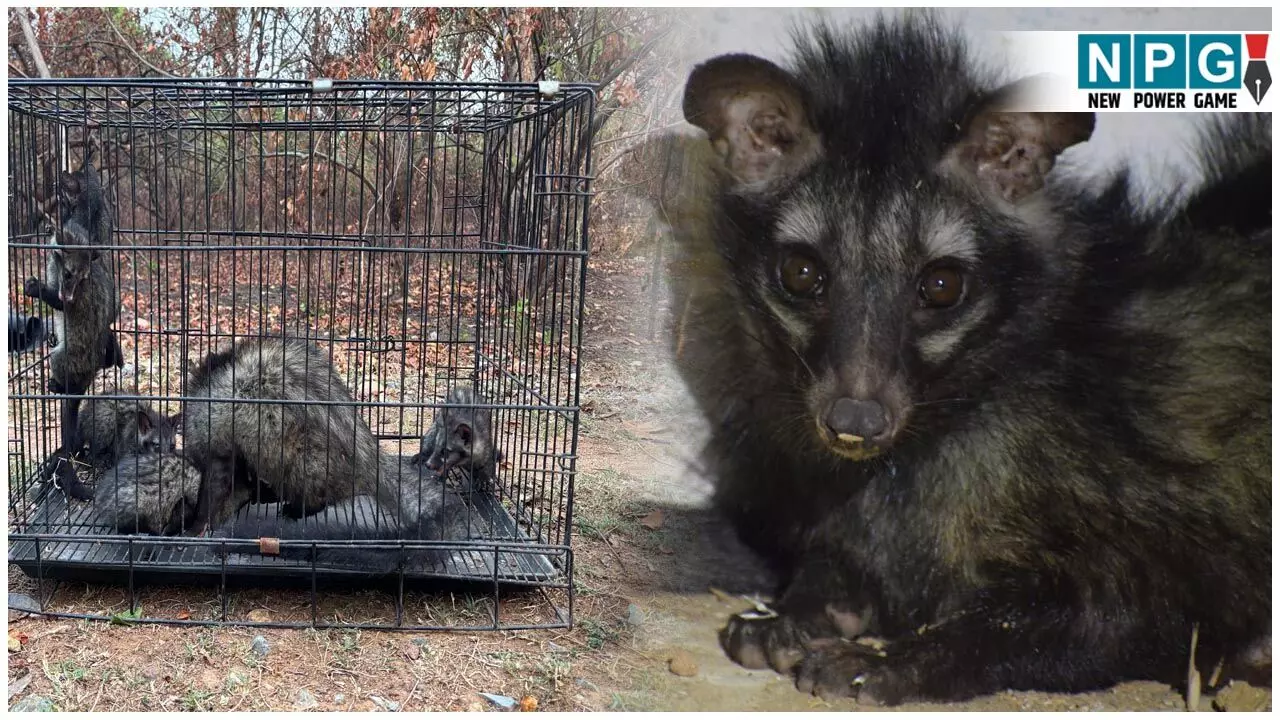 Asian Palm Civet: फोटो में देखिए दुर्लभ प्रजाति के एशियन पाम सिवेट और पांच बच्चों का रेस्क्यू, दुनिया की सबसे महंगी कॉफी इसी सिवेट से बनती है...