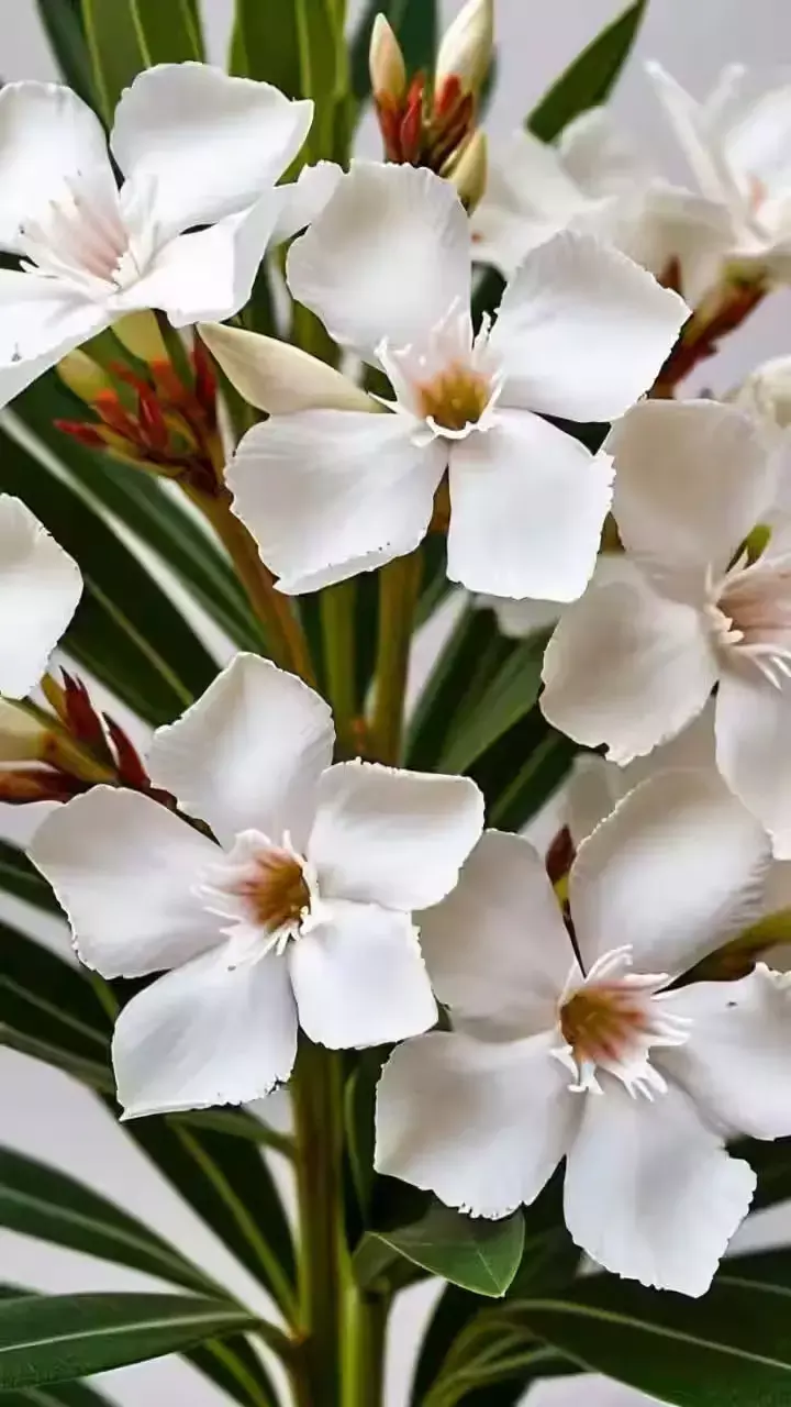 Vastu Tips: इन खास फूलों से खुलेगा किस्मत का ताला, वास्तु शास्त्र करता है चमत्कारी दावा!