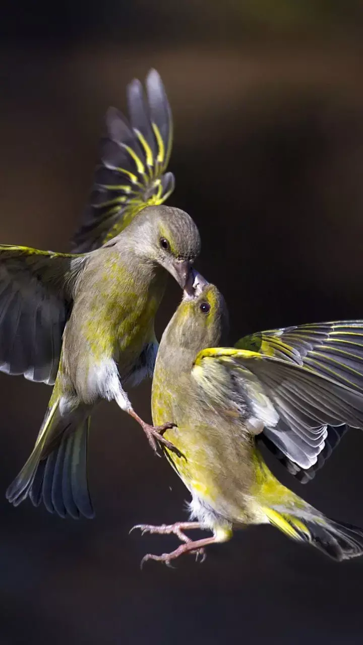 Vastu Tips: लव बर्ड्स का चमत्कार, आजमाएं ये उपाय और देखें कैसे बदलती है आपकी लव लाइफ!