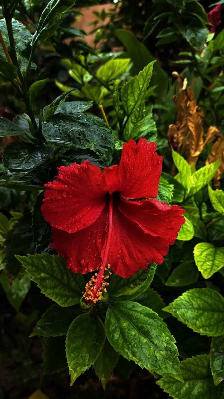 Hibiscus Water Kaise Banaye: चेहरे के लिए गुड़हल के फूल का पानी "Hibiscus Water" कैसे बनाये?