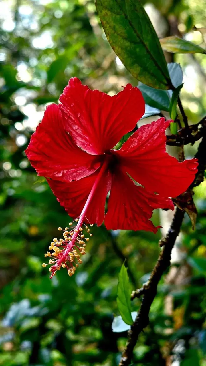 Hibiscus Water Kaise Banaye: चेहरे के लिए गुड़हल के फूल का पानी "Hibiscus Water" कैसे बनाये?