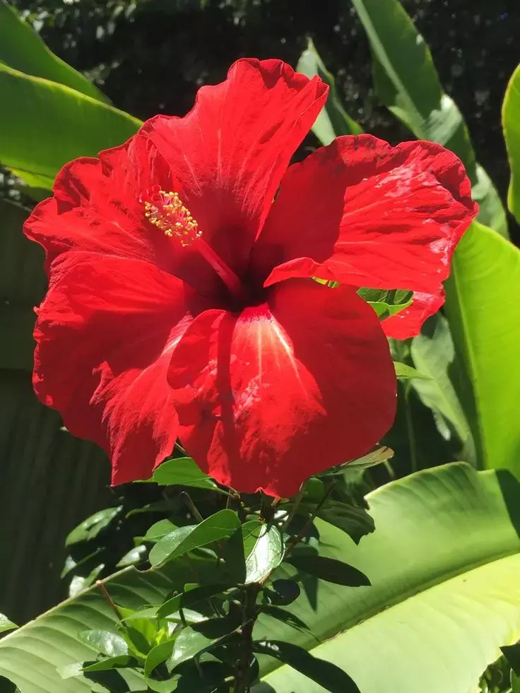 Hibiscus Water Kaise Banaye: चेहरे के लिए गुड़हल के फूल का पानी "Hibiscus Water" कैसे बनाये?