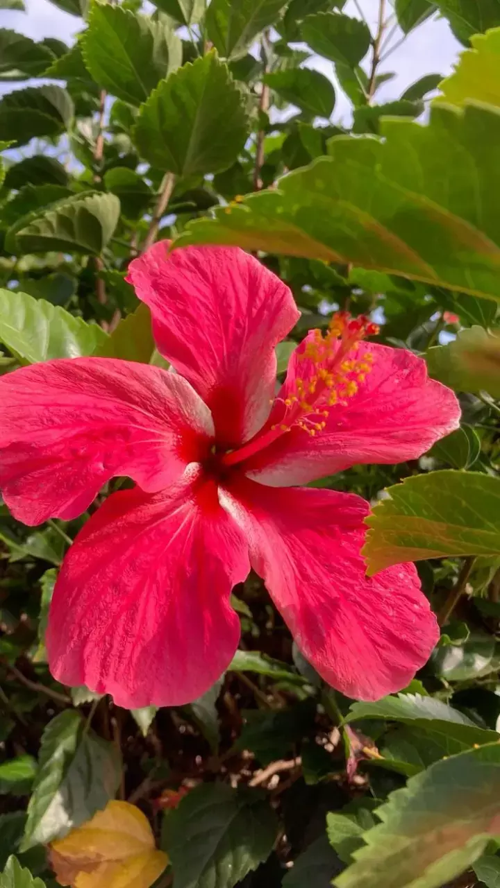 Hibiscus Water Kaise Banaye: चेहरे के लिए गुड़हल के फूल का पानी "Hibiscus Water" कैसे बनाये?