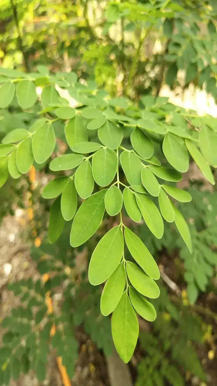 Health Tip: मुनगा भाजी है सेहत का खजाना, हर रोग में रामबाण, जानिए फायदे