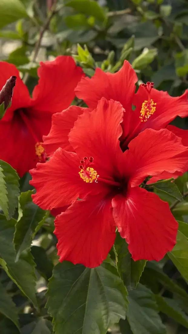 Hibiscus Water Benefits For Hair: बालों के लिए कैसे फायदेमंद है गुड़हल के फूल का पानी?