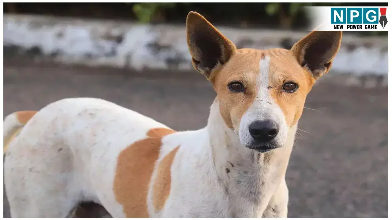 Betul Crime News: हैवानियत की हदें पार! शख्स ने कुत्ते को बेरहमी से पीट-पीटकर मार डाला