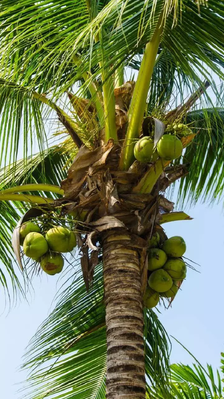 Vastu Tips: नारियल से जुड़ी उपाय बदल सकते हैं आपकी किस्मत, माता लक्ष्मी का आशीर्वाद पाएं