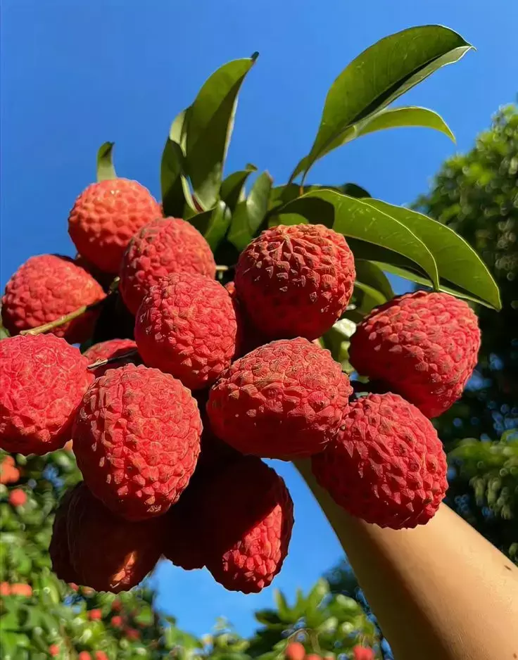 Litchi Khane Ke Fayde: लीची खाने से क्या फायदा होता है?