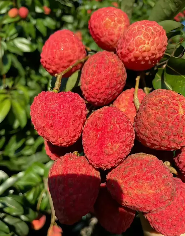 Litchi Khane Ke Fayde: लीची खाने से क्या फायदा होता है?