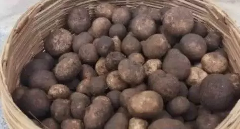 Chhattisgarh Most Expensive Vegetable: ये है छत्तीसगढ़ की सबसे रहस्यमयी सब्जी, कीमत है 2000 रुपए किलो Chhattisgarh Most Expensive Vegetable: ये है छत्तीसगढ़ की सबसे रहस्यमयी सब्जी, कीमत है 2000 रुपए किलो
