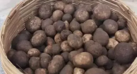 Chhattisgarh Most Expensive Vegetable: ये है छत्तीसगढ़ की सबसे रहस्यमयी सब्जी, कीमत है 2000 रुपए किलो