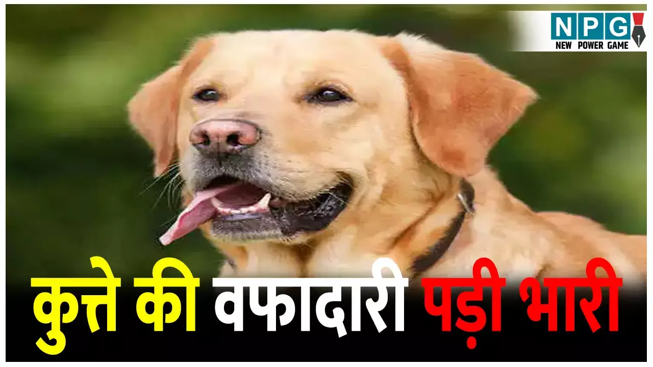 कुत्ते की वफादारी पड़ी भारी, कुत्ते के भौंकने पर मालिक पर फायरिंग, जानिए क्या है पूरा मामला