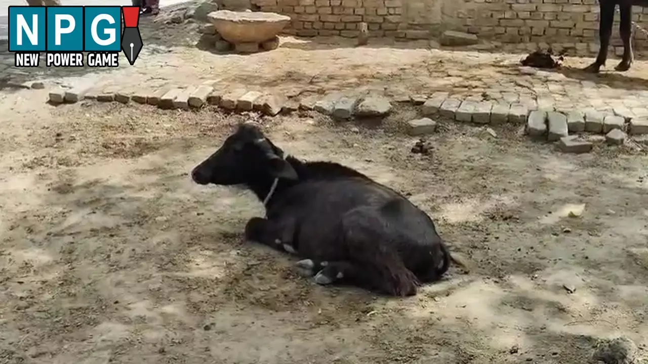 हैवानियत की हदें पार, युवक ने भैस के बच्चे से किया दुष्कर्म