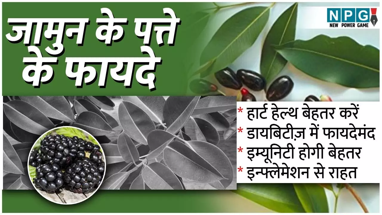 Jamun Ke Patte Chabane Ke Fayde: सुबह-सवेरे चबा लीजिए जामुन के दो पत्ते और देखिए कमाल! बीपी-शुगर छिटककर भागेंगे दूर...