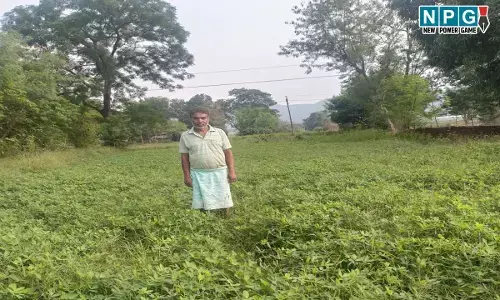 छत्तीसगढ़ में धान के बदले मूंगफली की फसल से किसान कमा रहे ज्यादा मुनाफा...