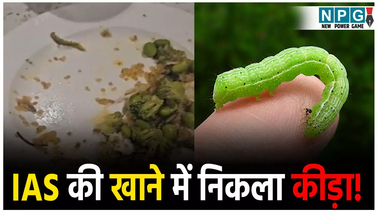 Gurugram Restaurant News: कीड़े वाला सलाद! Gurugram Restaurant News: कीड़े वाला सलाद!